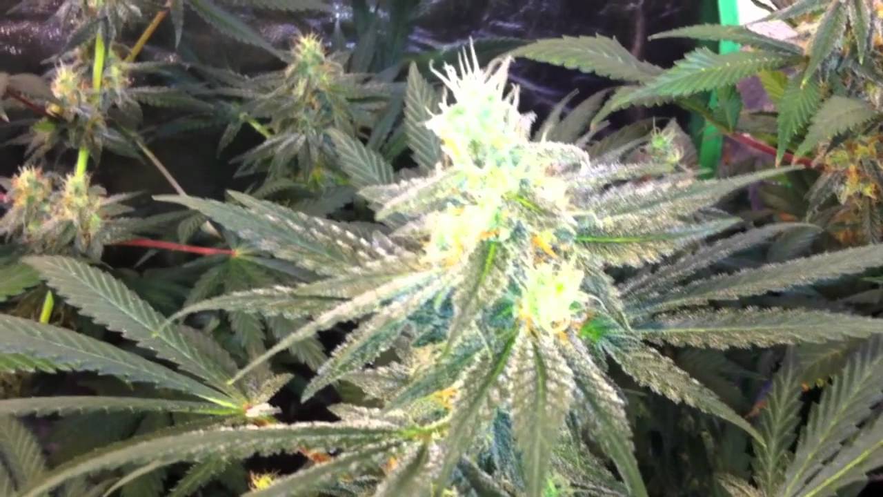 The Pro-Grow 400 LED Grow - Round 2, Ep. VI