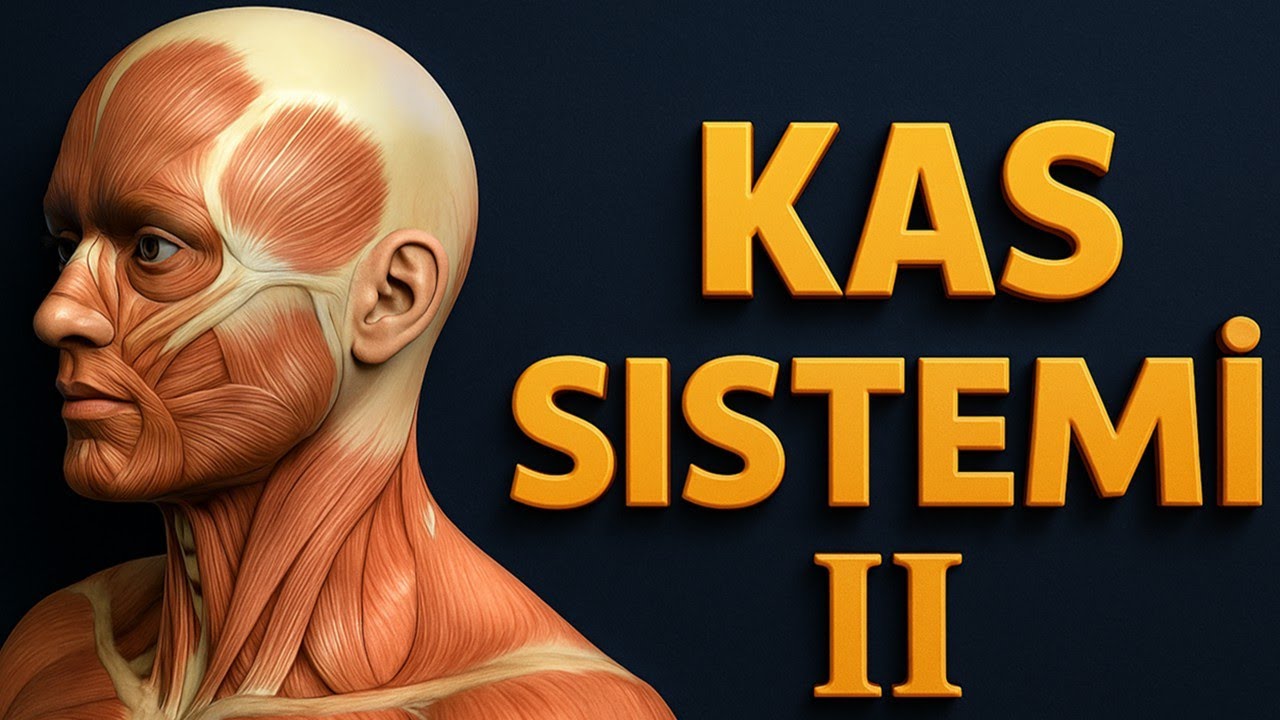 Kas Sistemi II: Sık Karşılaşılan Kaslar | Common Muscles Explained