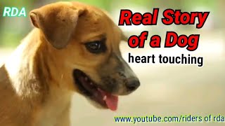 Real Story Of A Dog Ekti Kukurer Golpo Heart Touching Story| Thenexustv
