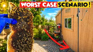 Giant Beehive Under a Backyard Shed!