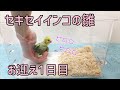 セキセイインコの雛をお迎えしました♪【1日目】