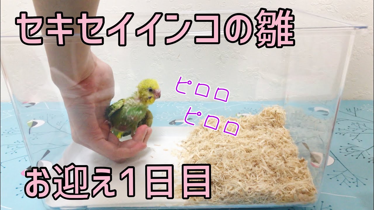 インコで2羽目を迎える際の注意と多頭飼い 同居方法まとめ 飼鳥情報サイト コンパニオンバード