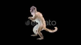 Monkey Dance 4K | Motion Graphics - Envato elements