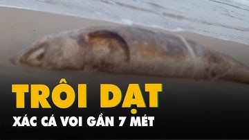 Xác cá voi dài gần 7 mét dạt vào bờ biển Quảng Trị