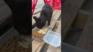 구내염이 진행중인 밥셔틀애기#cat #도움이필요해#한번놓쳤어요#다시
