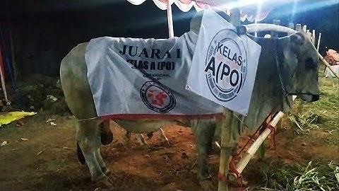 6 ekor Sapi po super berkah setia farm, juara 1 kategori sapi po Ekstrim kontes sapi APPSI