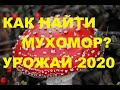 Как найти #МУХОМОР? Урожай 2020! Дух мухомора ведет меня!