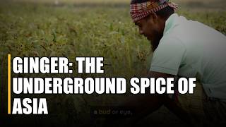 Ginger: The Underground Spice of Asia