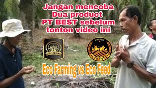 ECO FARMING Vs ECO FEED NGOBROL SANTUY