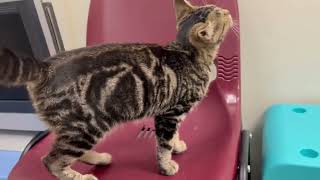 ADOPTED! Posy - gorgeous marbled tabby sweetheart!