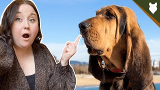 5 Reasons Why YOU SHOULD Get A BLOODHOUND