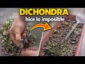 🌿 Rescaté mi Dichondra Paso a Paso ¿Sobrevivirá?