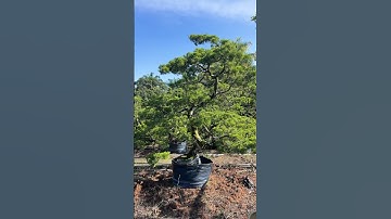 Large juniper bonsai with no dominant root, guess the age😼 #bonsai #bonsaitree #malaysia