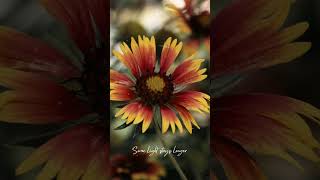 Gaillardia | Slow warmth (lofi soundscape)