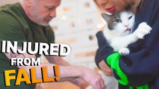 Cat FELL On Its HEAD 😱 ~ Limping & Crying in PAIN! (Chiropractic Session)
