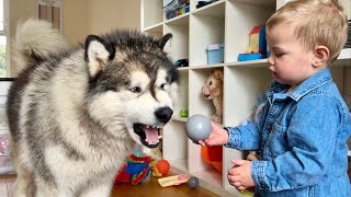 Our Daily Routine With Dogs And A Baby! (He's So Cute!!) by Life with Malamutes 61,186 views 2 weeks ago 7 minutes, 1 second