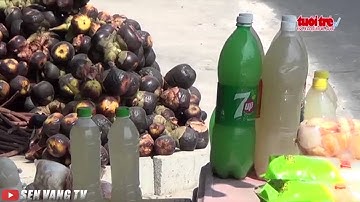 Vùng thốt nốt ở An Giang phải nhập từ Campuchia về phụ vụ du lịch, tin nóng 24h