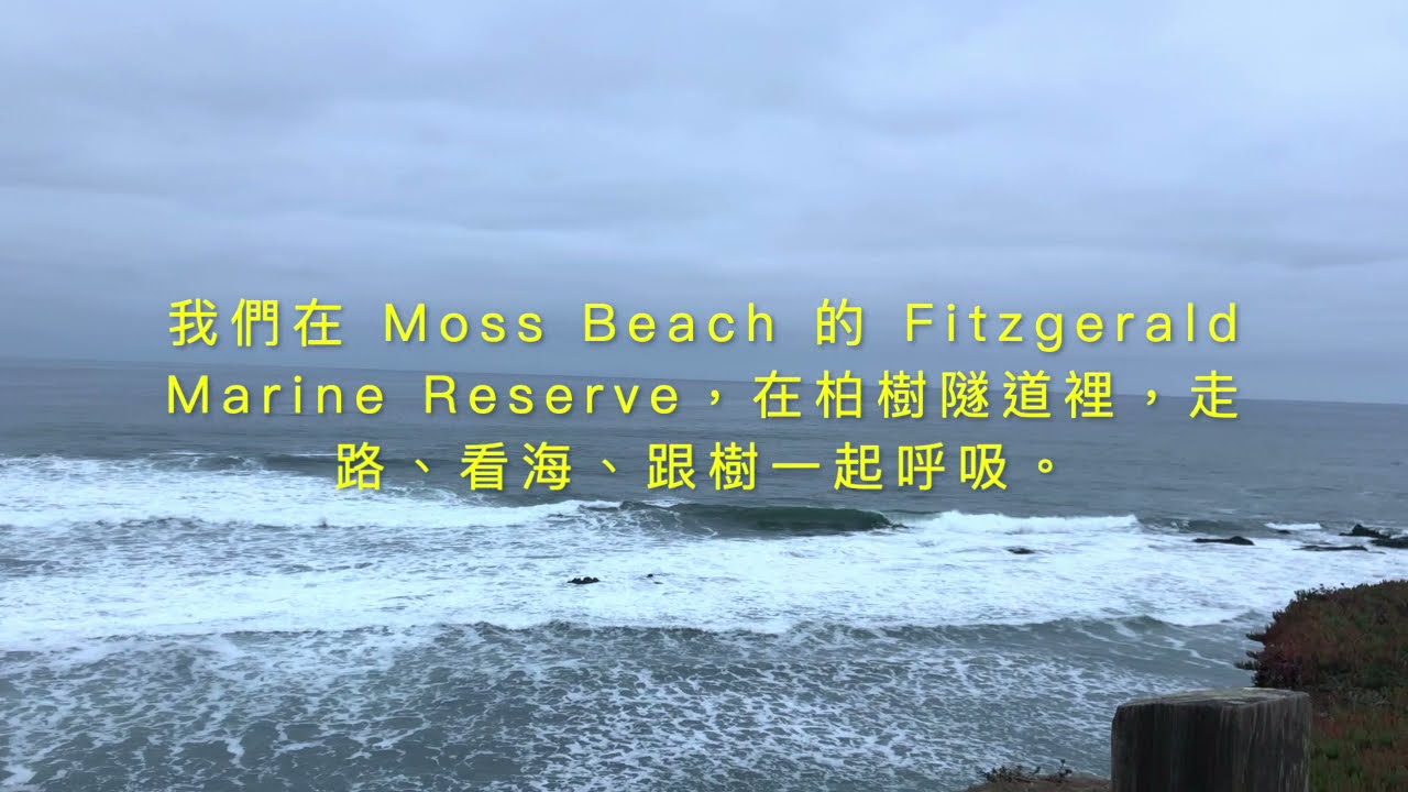 在Fitzgerald Marine Reserve，走路、看海、跟樹一起呼吸