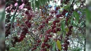 Gülcan Opel Kara Gözlüm