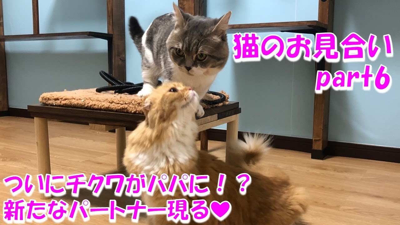 猫のお見合い 新たなパートナー現る そしてついにちくわがパパに ちくわ恋物語part6 Youtube