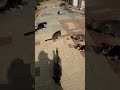 Няшные Коты Кушают😸 Cute Cats Eat🐱 Gatos Graciosos😺 Lustige Katzen🐈 Kucing Lucu😻 面白い猫😹 Chats Drôles🐅