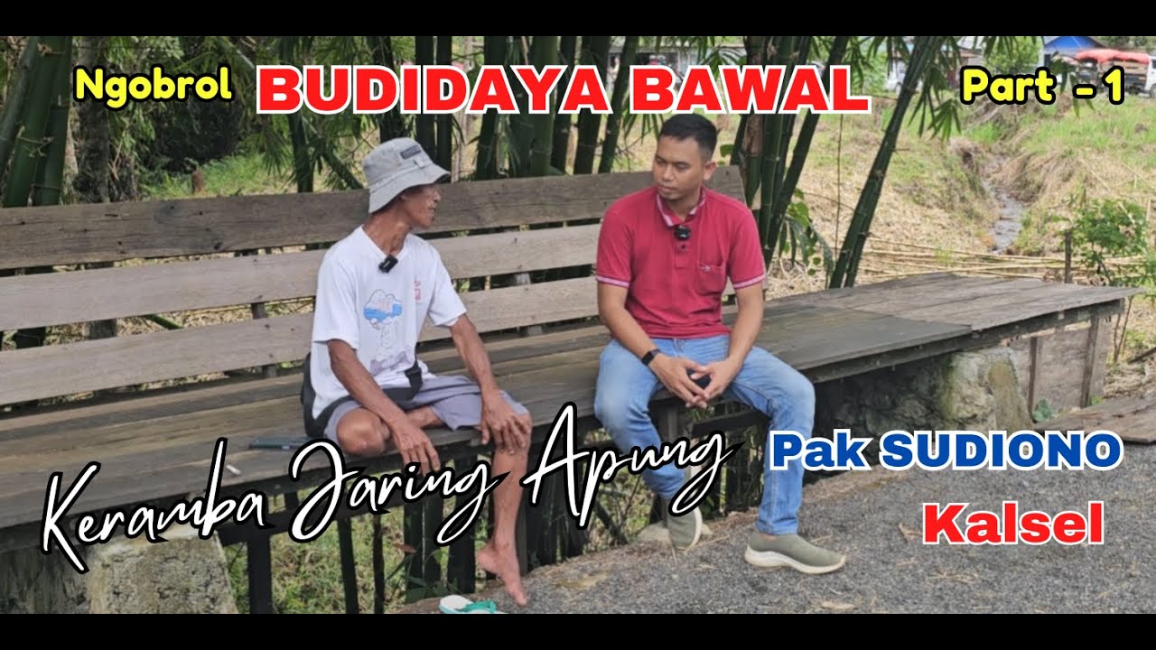 Cara Budidaya Ikan Bawal Sistem Keramba Jaring Apung di Kalsel Part 1