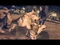 ПОЛНОЛУНИЕ! волки в городе / хаски воет / howling husky