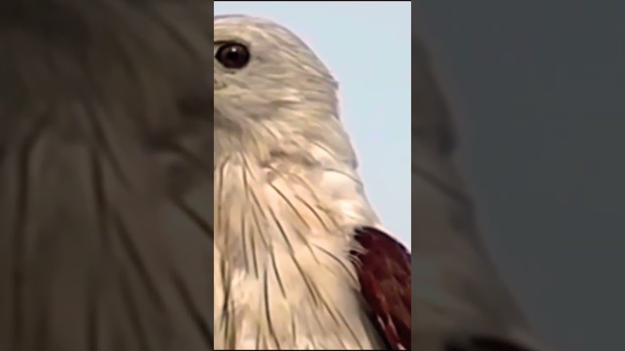 Strong PREDATOR on AIR Real AQUILA