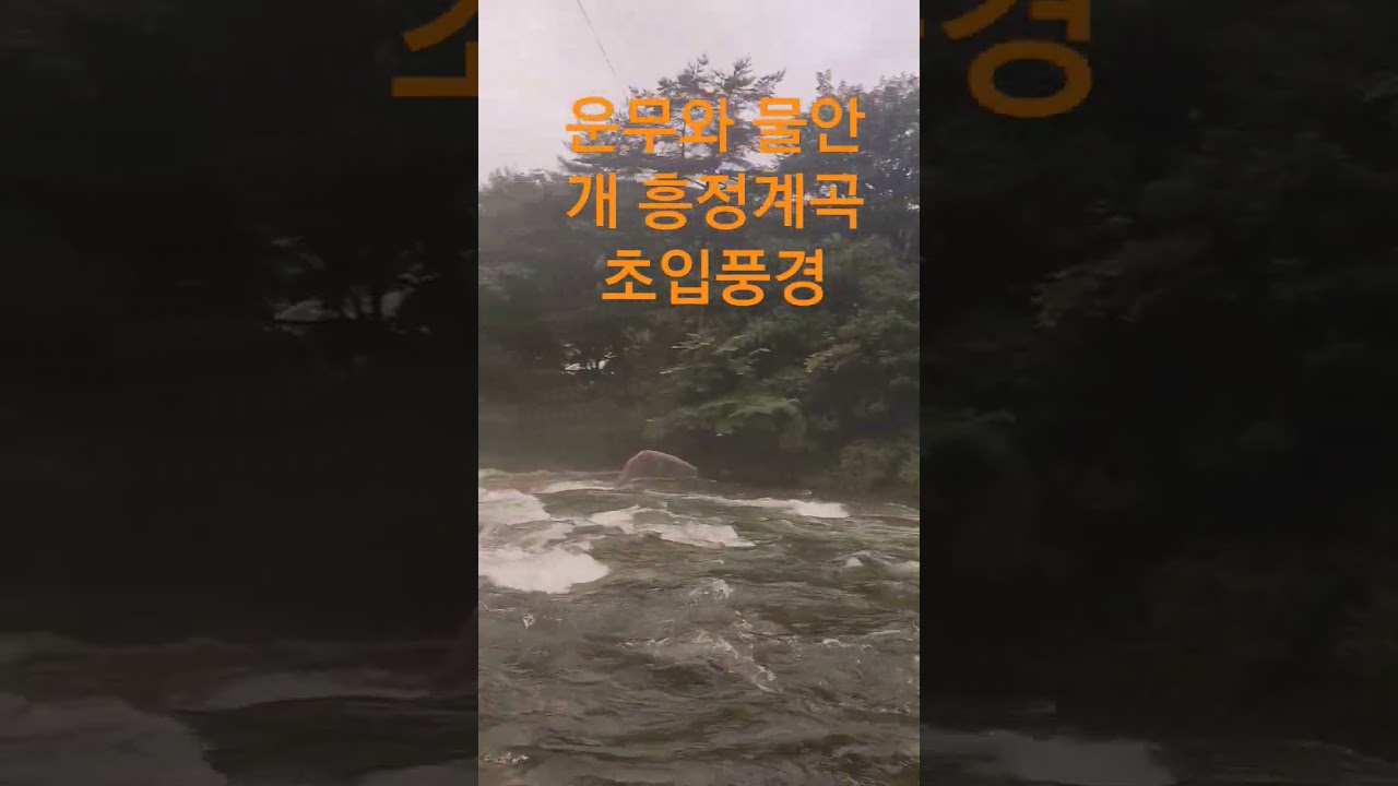 산에는 운무, 계곡에는 물안개 몽환적 본위기 #흥정계곡   #평창단체펜션 #가재와곰펜션 #평창가족여행 #전용계곡 #강원도여행