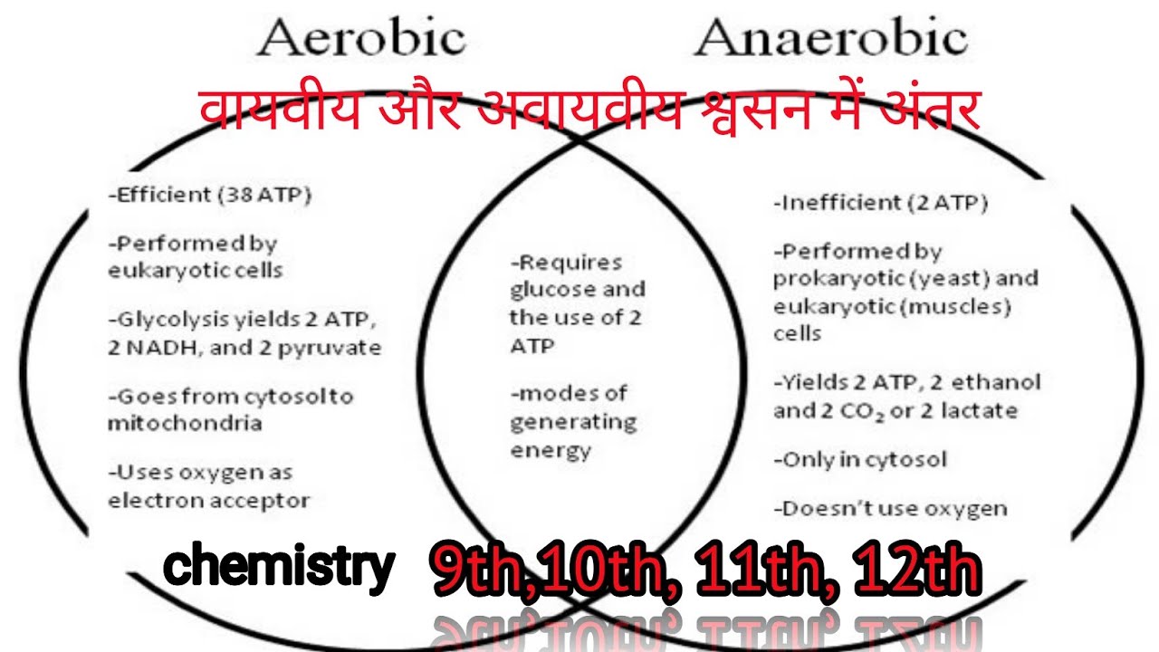 Anaerobic And Aerobic Respiration Venn Diagram Aerobics For Manual Use