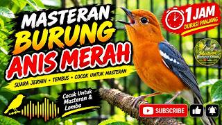 MASTERAN ANIS MERAH GACOR FULL ISIAN TERBARU 2026 | NGEROL PANJANG NONSTOP | DURASI 1 JAM