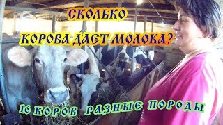 А сколько корова дает молока?Большое хозяйство: коровы, свиньи, овцы