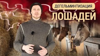 Дегельминтизация лошадей