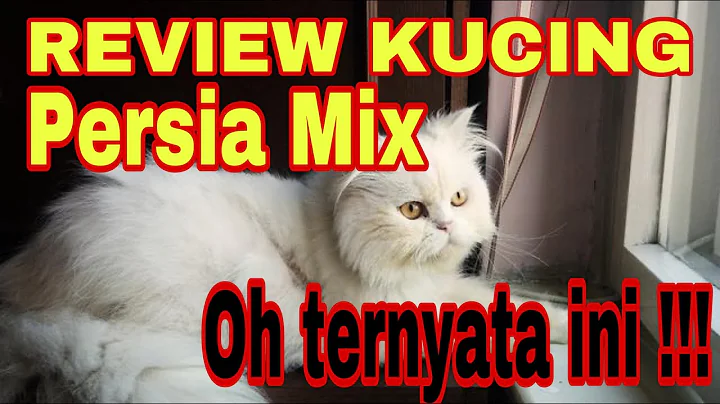 Video 10271851: persian cat mix, persian cat domestic, cat talking, cat house