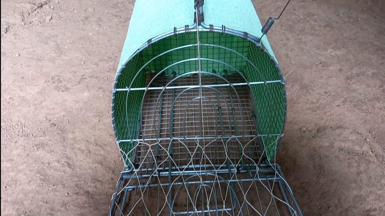 cách làm lụp bẫy quốc đơn giản hiệu quả.Minh Ngọc 0786952072