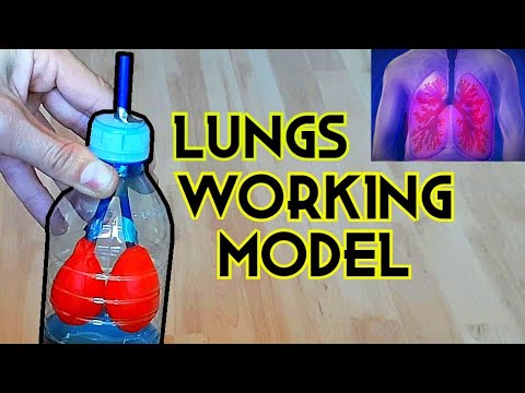 Lungs Working Model │ School Science Project