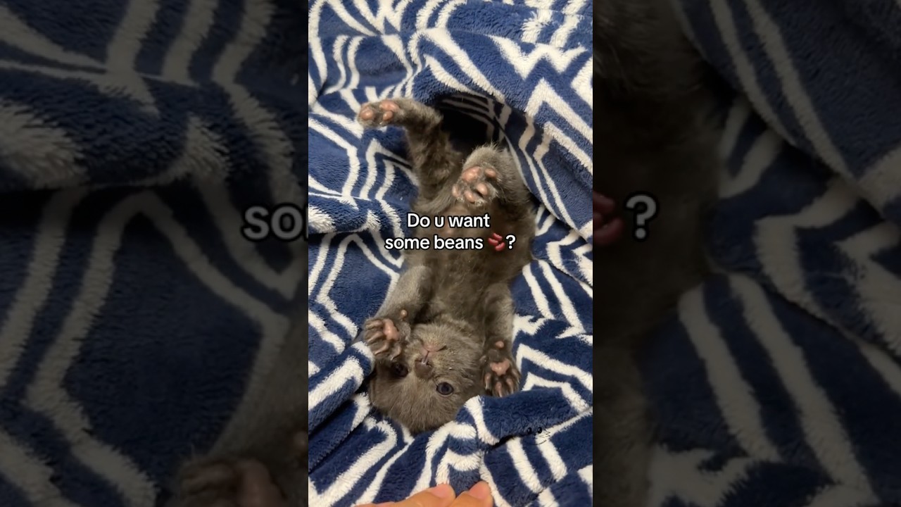 Baby Noodles 🍜 is showing off his beans 🫘🥹 