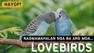 African Lovebirds, bakit paboritong alaga sa bahay?