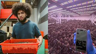 Inside a Massive Chinese Grow Operation: The Truth About Quality & How They Adapt to the Market