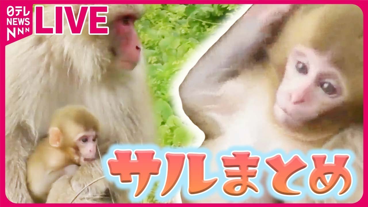 サルまとめ】人通り多いエリアで目撃相次ぐ / “お城の動物園”が閉園へ