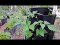 Backyard garden tour midmay gardentour containergardening