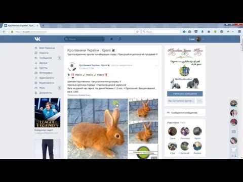 Розіграш кроликов у