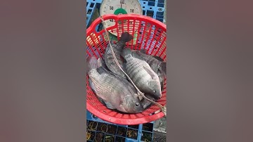 Vlogs 284 Bồi cá - Hồ Đại Hoàng Gia; Đường Bạch Đằng, VSIP 2A, Vĩnh Tân, Tân Uyên, Bình Dương