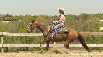 Stylish Duel***For info, price, etc., go to our website: ValleyViewRanch.net***