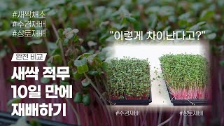 새싹 적무 재배하는 순서 [무순, 수경재배, 새싹무, 새싹재배기], 마이크로그린 적무