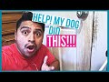 Dog Scratched The door ?!!!  | Trim wood and Door Repair