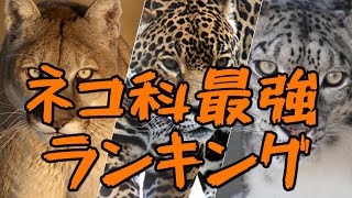 対決!!世界最強ネコ科動物ランキング