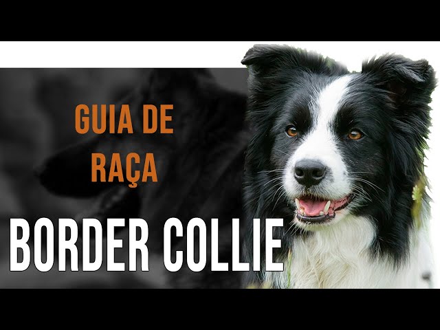 Cachorro Border Collie: saiba tudo sobre a raça