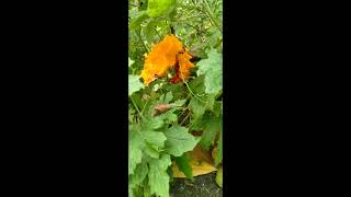 Ant Picnic Motivation Captured With Samsung A015 And Bitter Melon