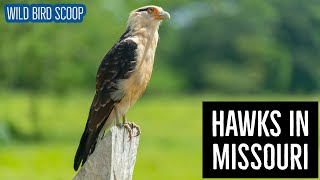 Missouri Birds of Prey: Learn About the 21 Different Species